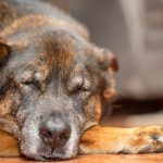 How to Care for a Senior Dog