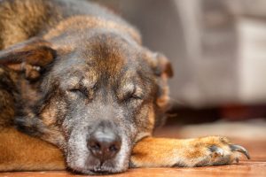 How to Care for a Senior Dog