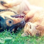 How to Help Your Dog and Cat to Get Along