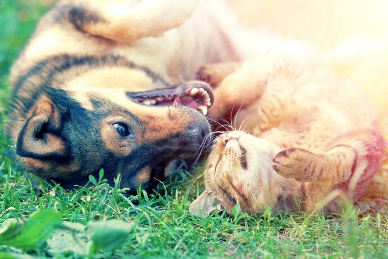 How to Help Your Dog and Cat Get Along Hill Country Pet Sitters Plus