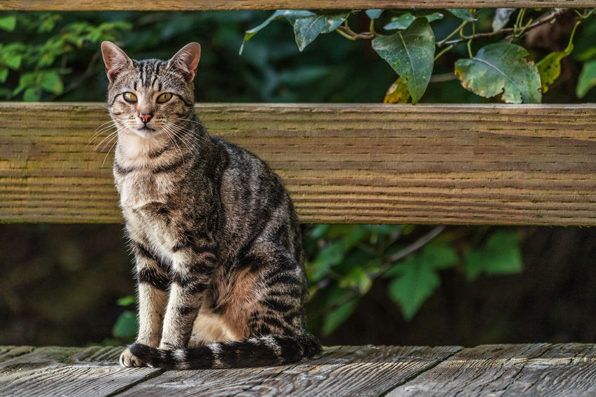 The Ultimate Guide to Cat Enclosures