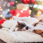 Holiday Pet Safety Tips