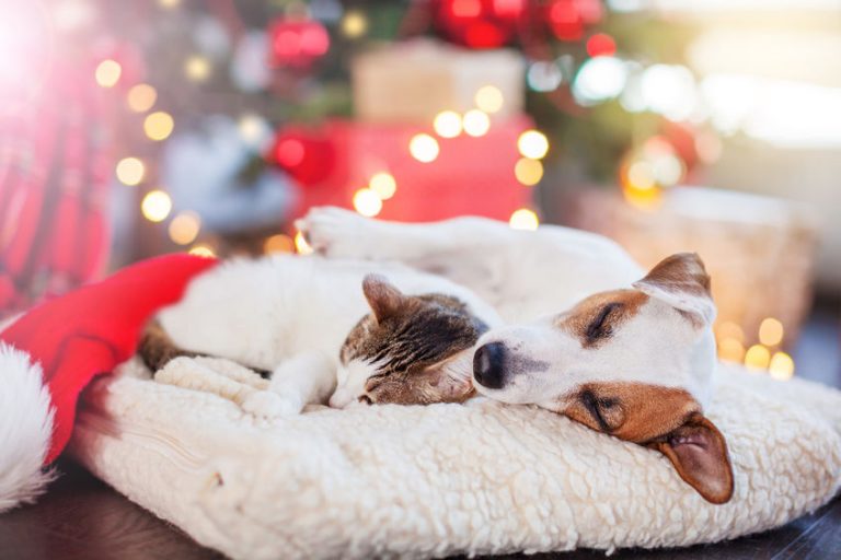 Holiday Pet Safety Tips Hill Country Pet Sitters Plus
