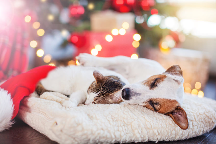 Holiday Pet Safety Tips