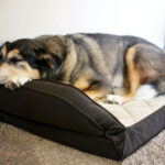 What is a Calming Dog Bed?