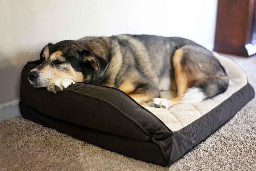 What is a Calming Dog Bed?