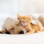 Dog or Cat: Which Should You Adopt?