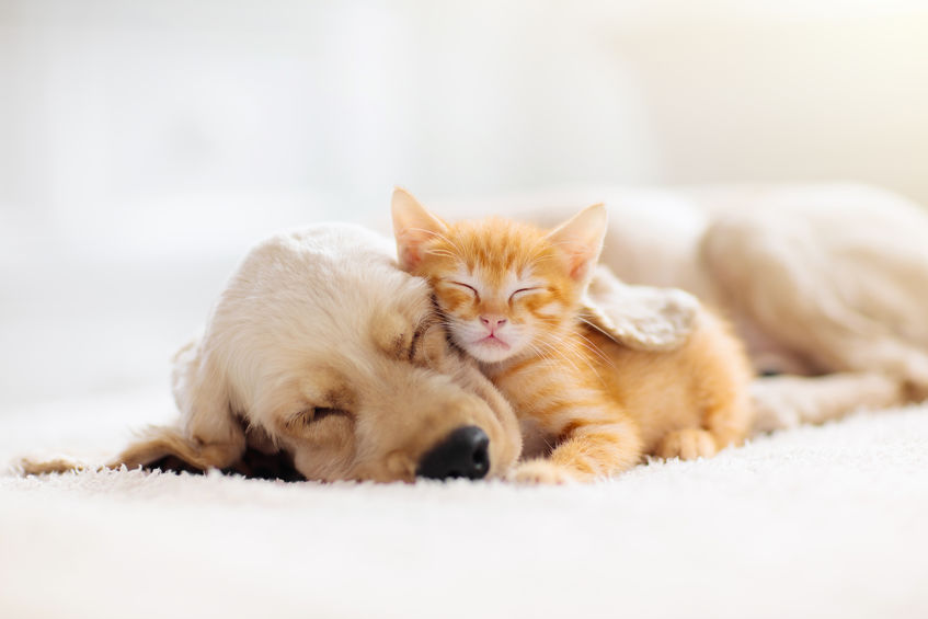 Dog or Cat: Which Should You Adopt?