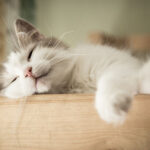 closeup of cat sleeping on table