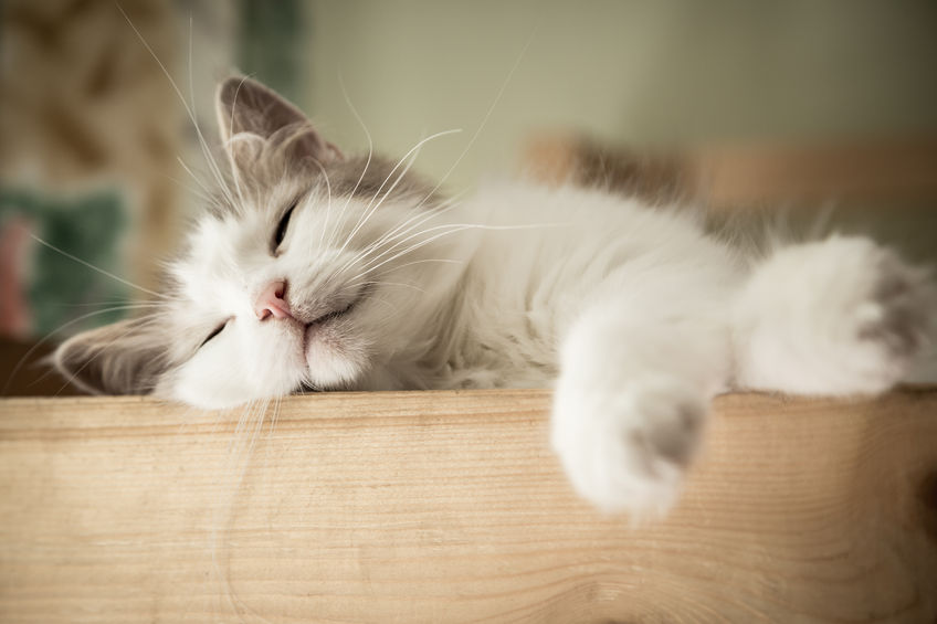 closeup of cat sleeping on table