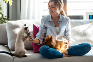 pet sitter playing with dog and cat on couch