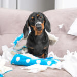 Mess dachshund puppy was left at home alone, started making a mess. Pet tore up furniture and chews home slipper of owner. Baby dog is sitting in the middle of chaos, gnawed clothes, looks piteously.