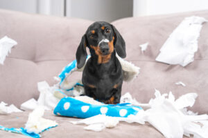 Mess dachshund puppy was left at home alone, started making a mess. Pet tore up furniture and chews home slipper of owner. Baby dog is sitting in the middle of chaos, gnawed clothes, looks piteously.