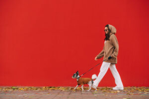Stylish lady walking a cute dog breed biewer terrier on a leash on a red wall background. Woman walks with a dog around the city. Copy space