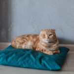 ginger cat sittin on pillow on a floor at home