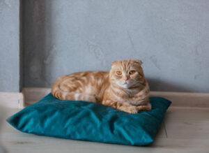 ginger cat sittin on pillow on a floor at home