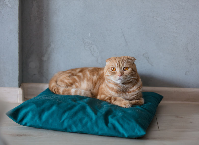ginger cat sittin on pillow on a floor at home