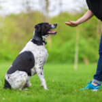 woman gives a command to her mixed breed dog