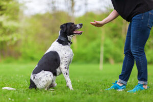 woman gives a command to her mixed breed dog