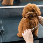 Woman combing a toy poodle during a haircut in a grooming salon