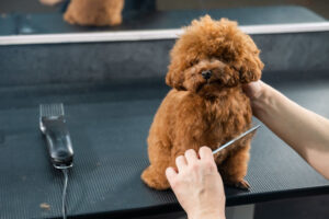 Woman combing a toy poodle during a haircut in a grooming salon